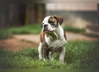 Englische Bulldogge (alternativ)