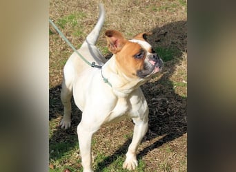 Nereida - Hübsche Bulldoggen-Dame sucht Sportpartner