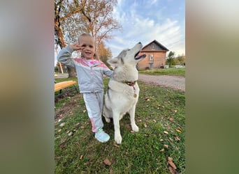 KRIT- perfekter Familienhund