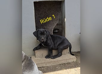Presa Canario x Cane Corso 