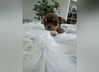 Chihuahua Welpen
