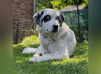 Snow, geb. ca. 06/2023, lebt auf einer Pflegestelle in 47652 Weeze