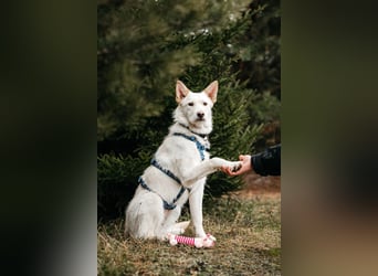 Fröhliche Brynza sucht ihre Familie