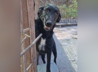 Sweet Coco: offenes, junges, verspieltes Hundemädl