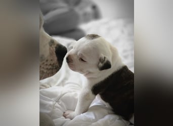 American Bulldog Welpen aus Hybrid/Standard Verpaarung ab Mitte Juni abzugeben, www.cocodin-bulls.de