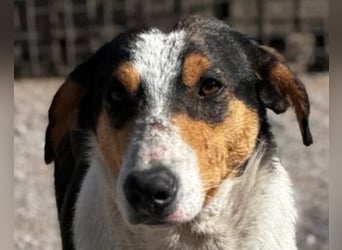Dino ❤️ aufgeweckter, lieber Traumhund