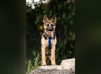 Verspielte Samantha sucht ihre Familie