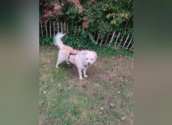 Samy,  Podengo-Mix, lieb und sozial