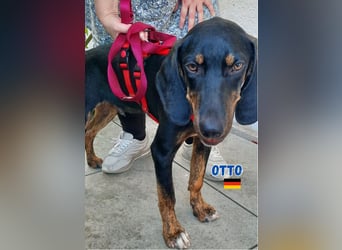 Otto,geb.01/25,sanfter Hundebub sucht seine Familie,bereits iin DE in 64646 Heppenheim