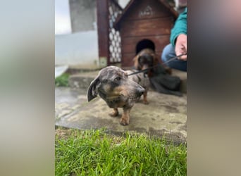 Mazli, geboren 01.10.2022, 22cm sucht seine Menschen