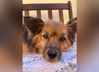Buddy SR - sanfter Senior sucht liebevolles Gnadenplätzchen