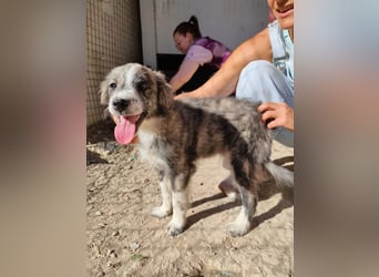 Kobú, ein zauberhafter kleiner Bub