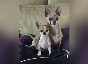 Disney Chihuahuarüde 2-fach geimpft sucht DICH auf Lebenszeit!