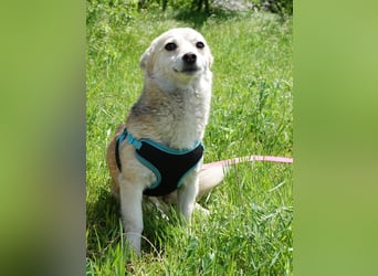 Kleine Ilvy sucht Menschen mit Herz