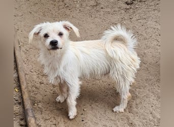 TALCO unser süsser kleine Hunde-Bub