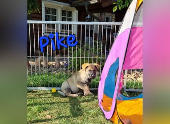 Reinrassige Schäferhund Welpen mit SV Papieren