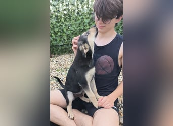 MILO - Zuhause gesucht !