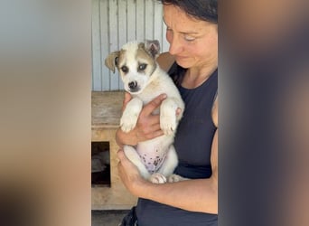 Tonka sucht seine Menschen