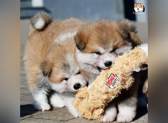 * Akita Inu - Japanische Akita langhaar Welpen, FCI registriert *