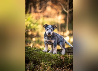 Australian cattle dog hundin