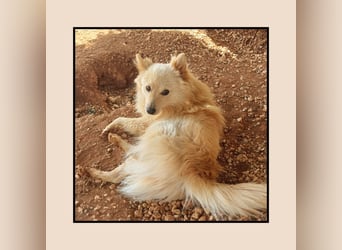 Der soziale u. anhängliche Spitz Rüde FOXY sucht Familienanschluss! MIT VIDEO!