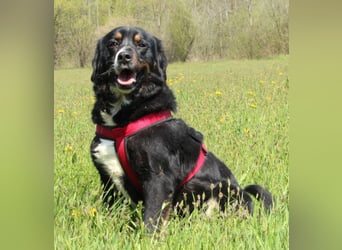 Yukio sucht liebevolle Familie....