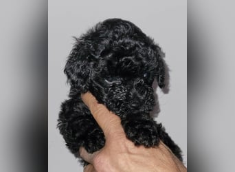 ZWERGPUDEL / TOY 2 männlich braun tan 1 schwarzes Mädchen 1 black tan Mädchen