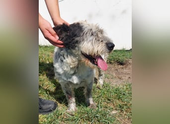 Zauro, Mix Bobtail / Briard / Cattle Dog, lieb und sozial