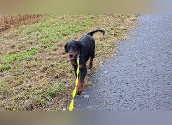 Unser letztes Gordon Setter Mädchen Sally sucht nette Kuschelpartner