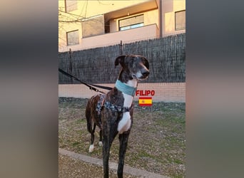 Filipo,geb.06/22,entspannter,unkomplizierter Galgo sucht seine Familie