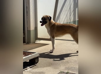 Die liebenswerte BOUNTY sucht ihr Zuhause!
