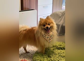 Neo2 SR - Kleiner Spitzbube sucht Familie