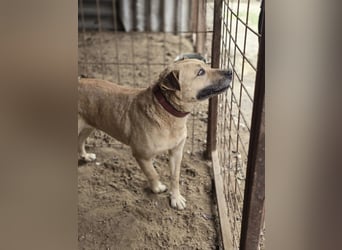 Ledi LM - Kuschelbedürftige Hundedame mit großem Herzen