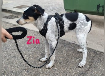 Zia 06/2024 (ESP) - menschenbezogene, süße Epagneul Breton-Bodeguero-Mix Welpin!