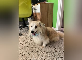 Joey SR - kleiner Kämpfer sucht sein Für-immer-Zuhause