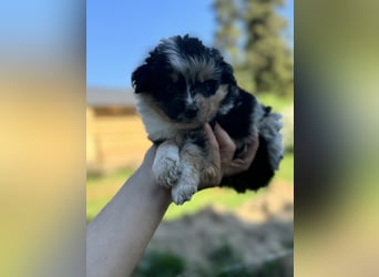 Einzigartige Mini Aussies