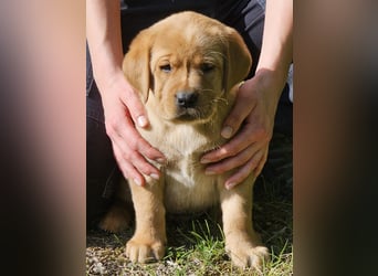 Labrador Welpen Foxred