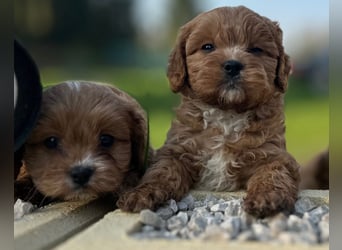 Exklusive Maltipoo Welpen im Red Apricot in Liebevolle Hände abzugeben Malteser/Pudel