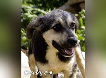 Titus und seine Geschwister suchen ab September ein Zuhause