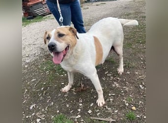 Lilly – abenteuerlustiger Sonnenschein sucht ihre Herzensmenschen