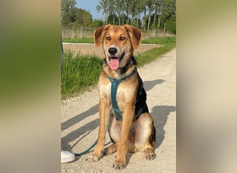 Dringend Pflegestelle oder neues Zuhause für Lemmy gesucht! (38820 Halberstadt)