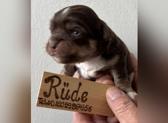 Chihuahua Welpen ab 22.08 abzugeben