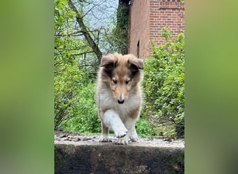 Colliewelpen im amerikanischen Typ