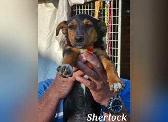 Sherlock freut sich auf Deinen Besuch