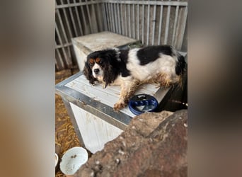 Rozali, zauberhafte Cavalier King Charles Hündin geb. 2020