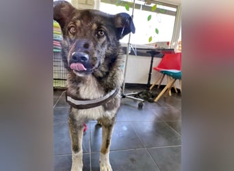 Sarplaninac-Schäfer Mischlings Rüde  Findus (Herden Schutzhund) Sucht ein erfahrenes zuhause