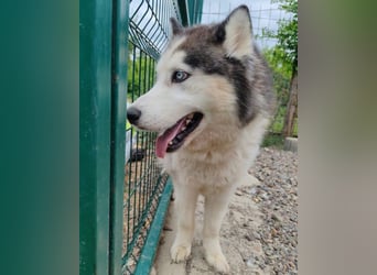 Dragan ❤️ kuschliger, verspielter Husky-Mix Rüde!