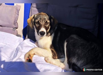 Jette sucht ihr Glück, 24960 Glücksburg