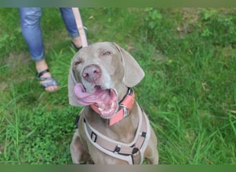 Sally, Weimaranerin, geb. 2014, liebe Familienhündin su. ruhiges Zuhause