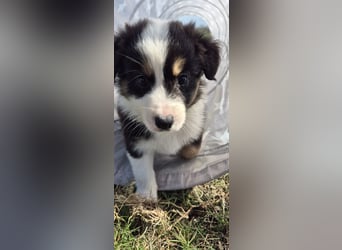 Australian Shepherd Welpen tricolor – Abgabe ab dem 28.05.2025